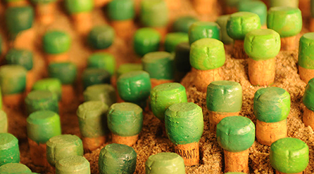 PROGRAMA GREEN CORK ESCOLAS - 2025/2026